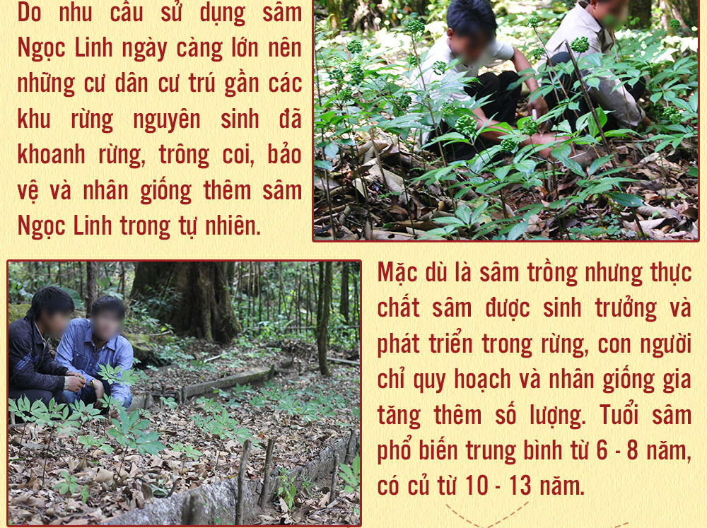 Sâm ngọc linh núi chính hãng - thiên nhiên