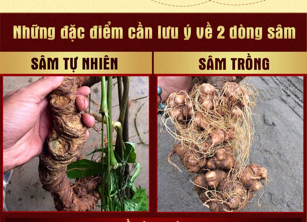Sâm ngọc linh núi chính hãng - thiên nhiên