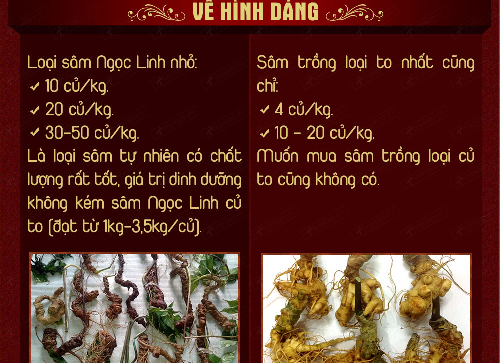 Sâm ngọc linh núi chính hãng - thiên nhiên