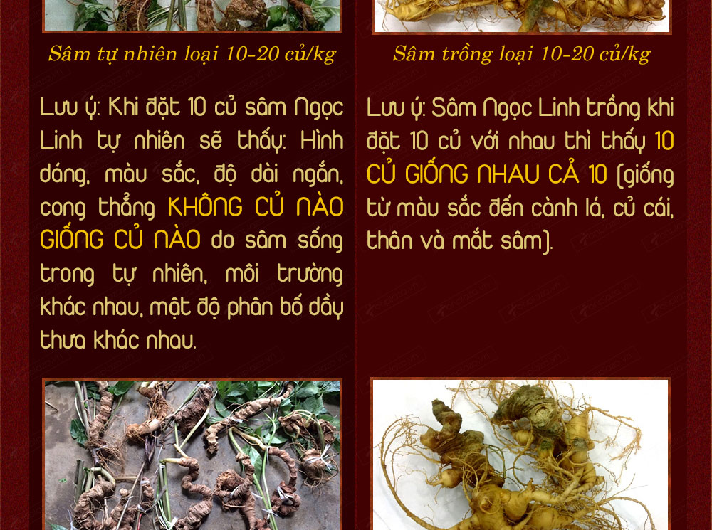 Sâm ngọc linh núi chính hãng - thiên nhiên