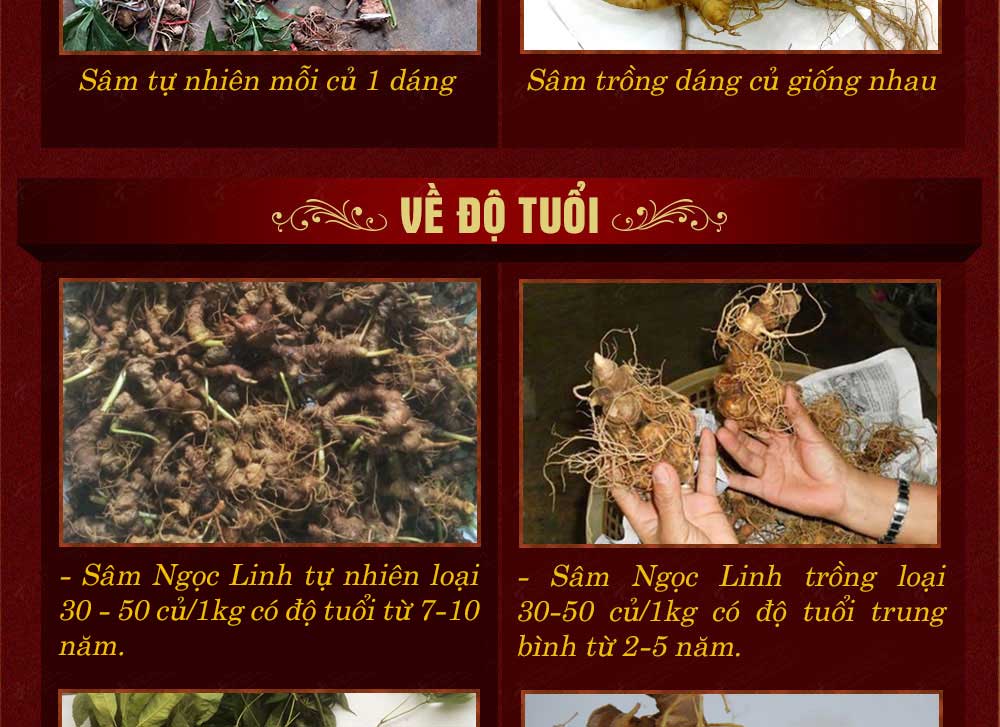Sâm ngọc linh núi chính hãng - thiên nhiên