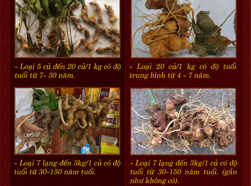 Sâm ngọc linh núi chính hãng - thiên nhiên