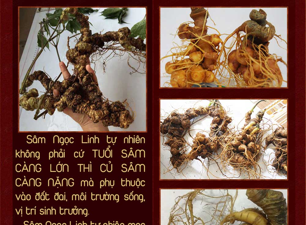 Sâm ngọc linh núi chính hãng - thiên nhiên