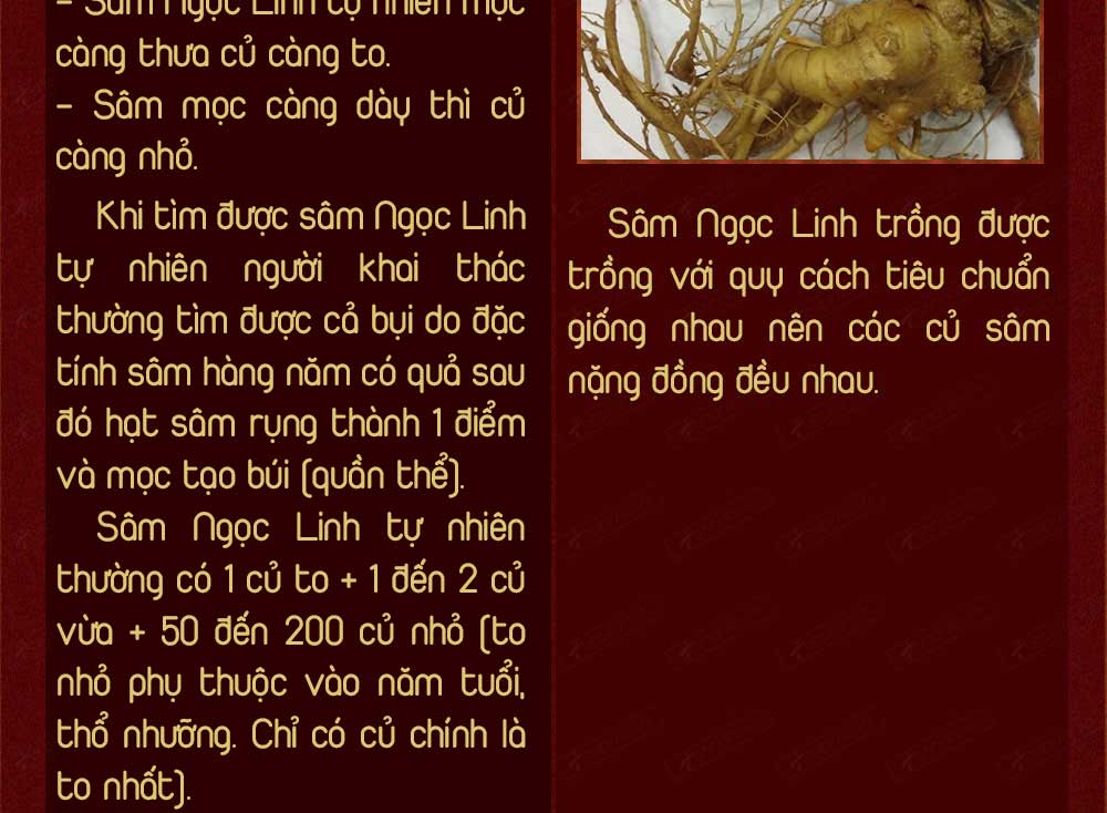 Sâm ngọc linh núi chính hãng - thiên nhiên