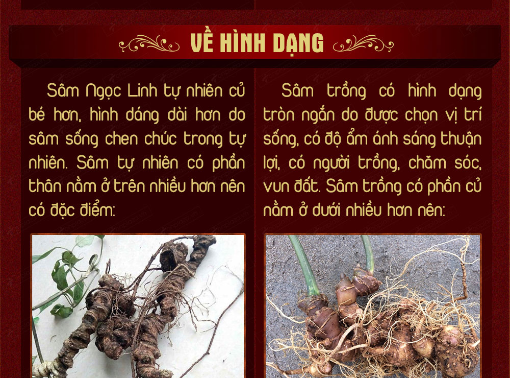 Sâm ngọc linh núi chính hãng - thiên nhiên