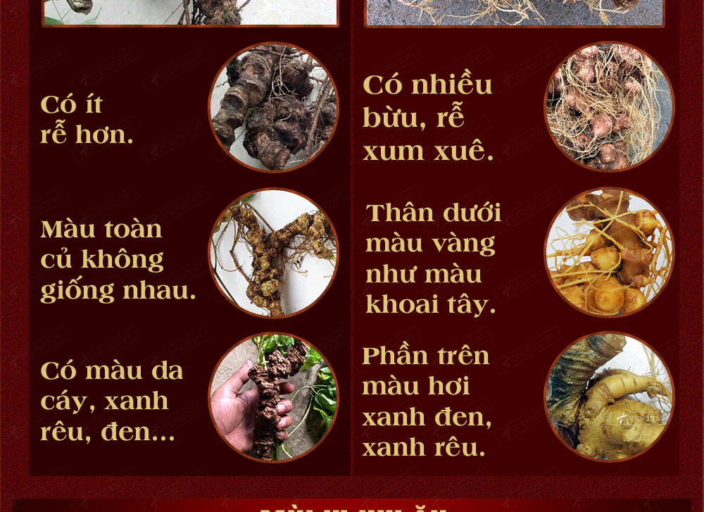 Sâm ngọc linh núi chính hãng - thiên nhiên