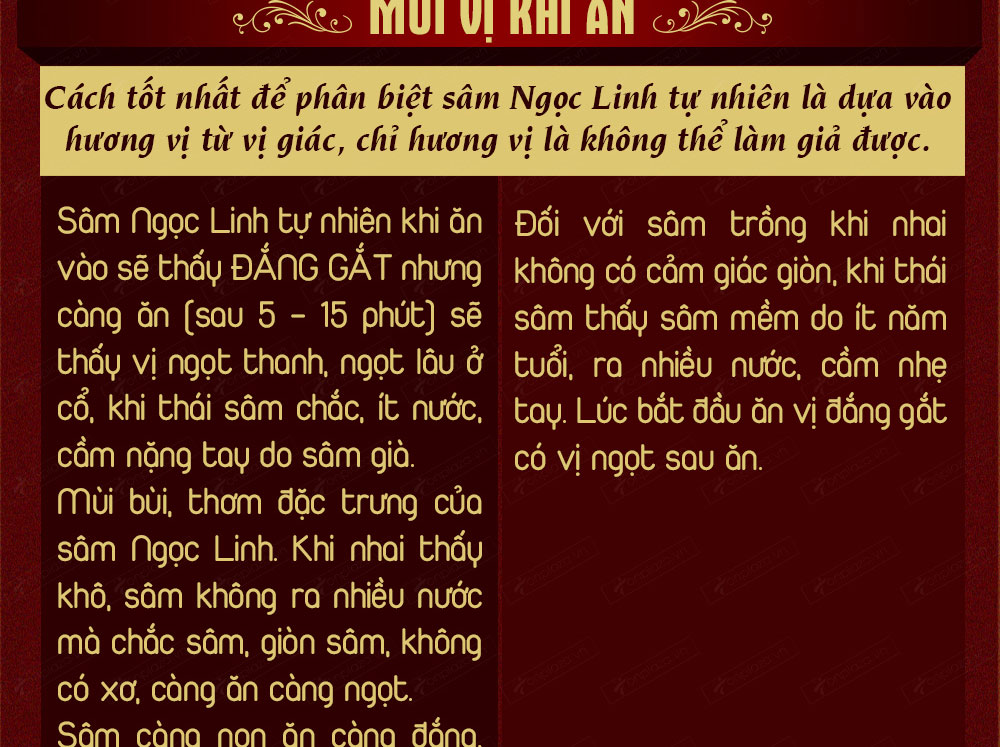 Sâm ngọc linh núi chính hãng - thiên nhiên