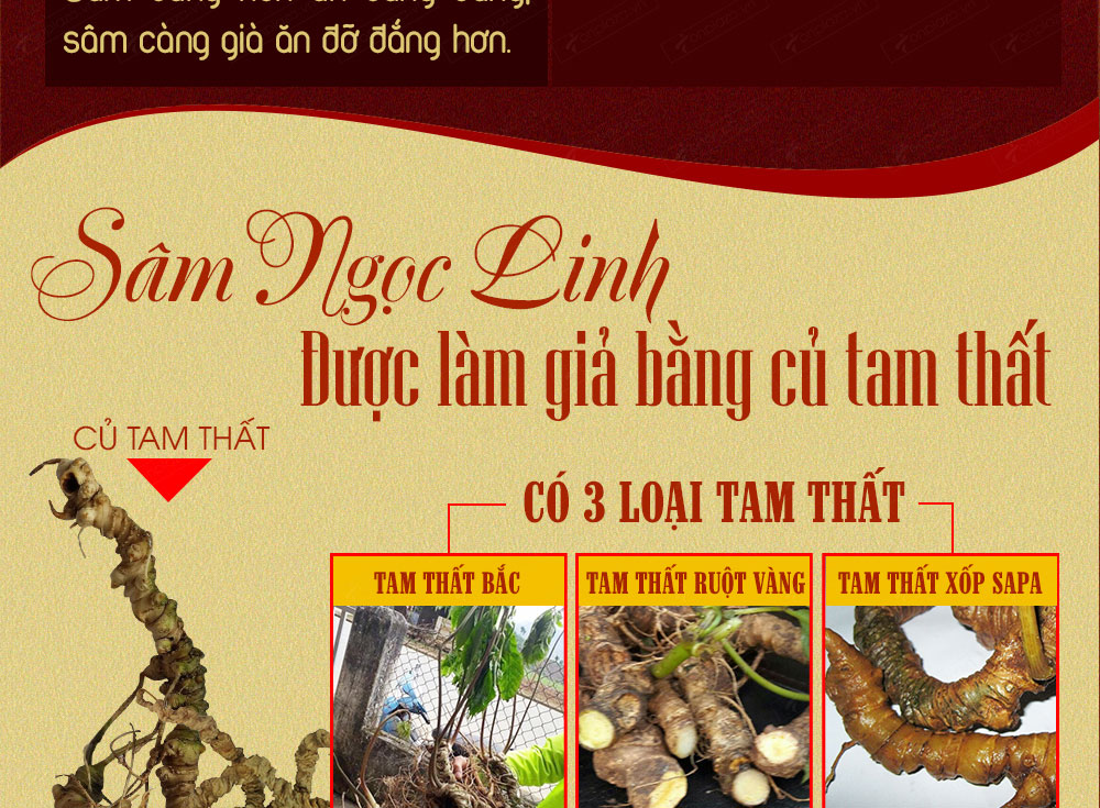 Sâm ngọc linh núi chính hãng - thiên nhiên
