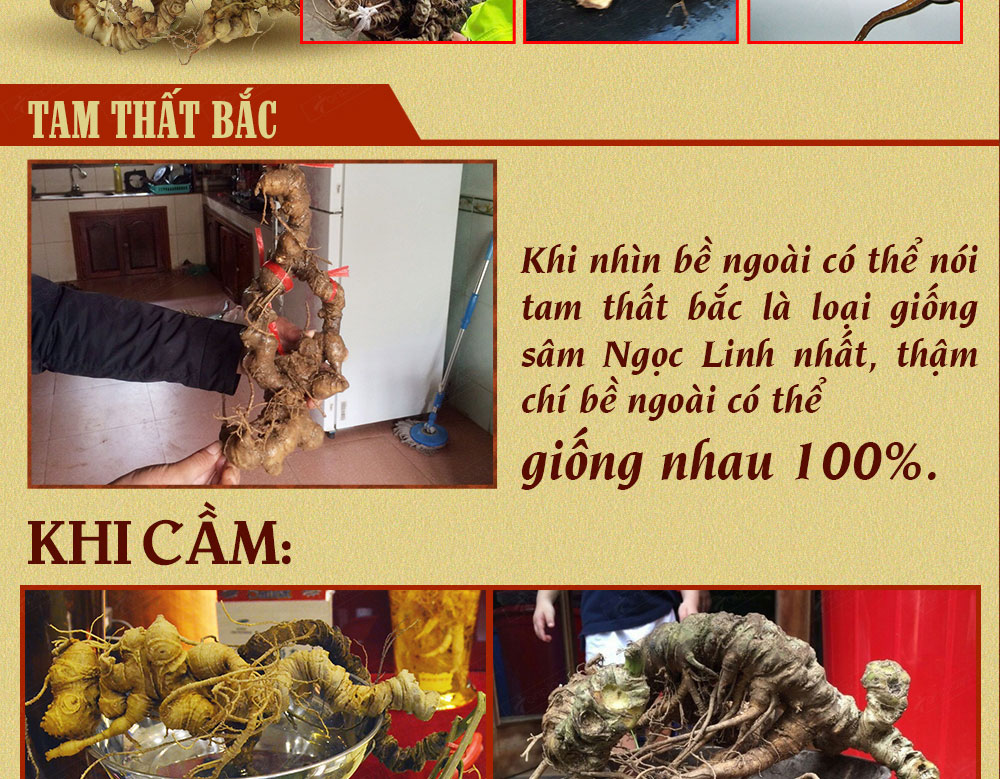 Sâm ngọc linh núi chính hãng - thiên nhiên