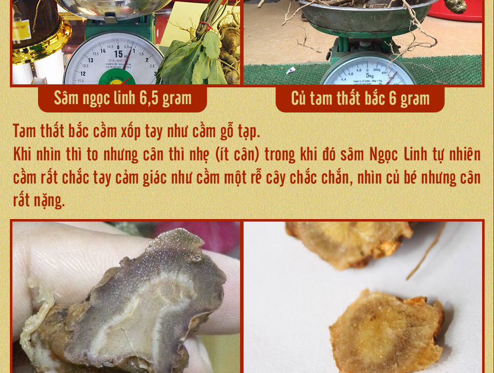 Sâm ngọc linh núi chính hãng - thiên nhiên