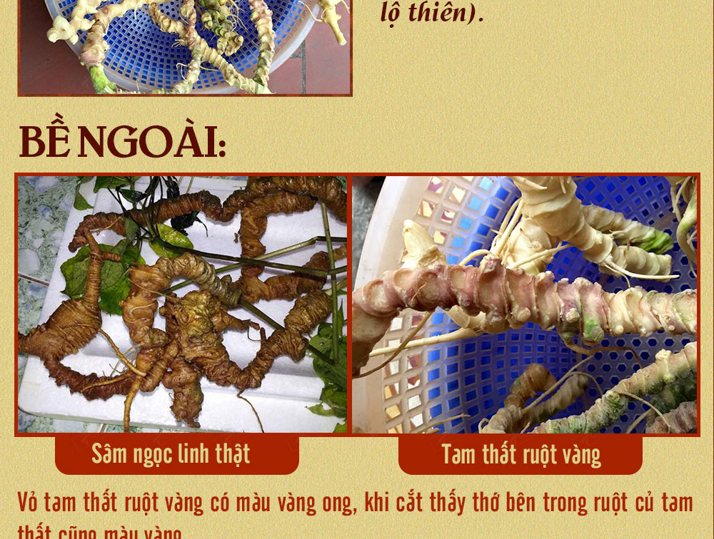 Sâm ngọc linh núi chính hãng - thiên nhiên