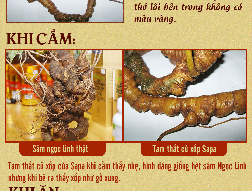 Sâm ngọc linh núi chính hãng - thiên nhiên