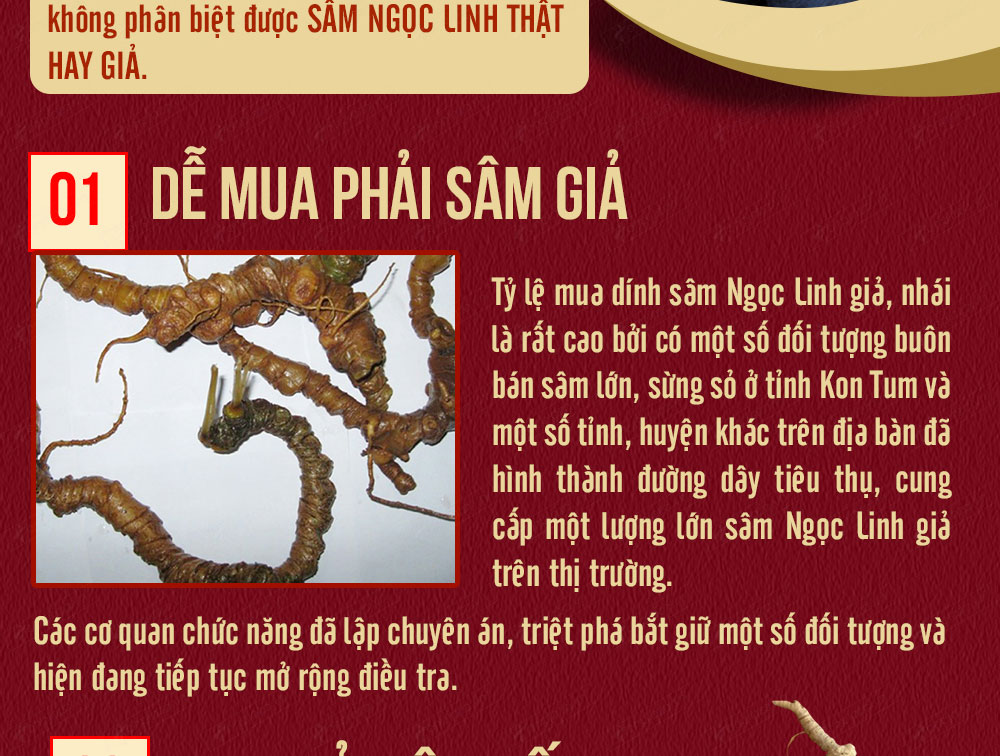 Sâm ngọc linh núi chính hãng - thiên nhiên