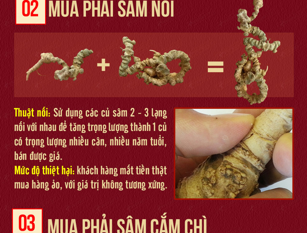 Sâm ngọc linh núi chính hãng - thiên nhiên