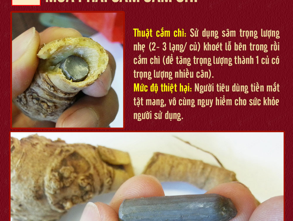Sâm ngọc linh núi chính hãng - thiên nhiên