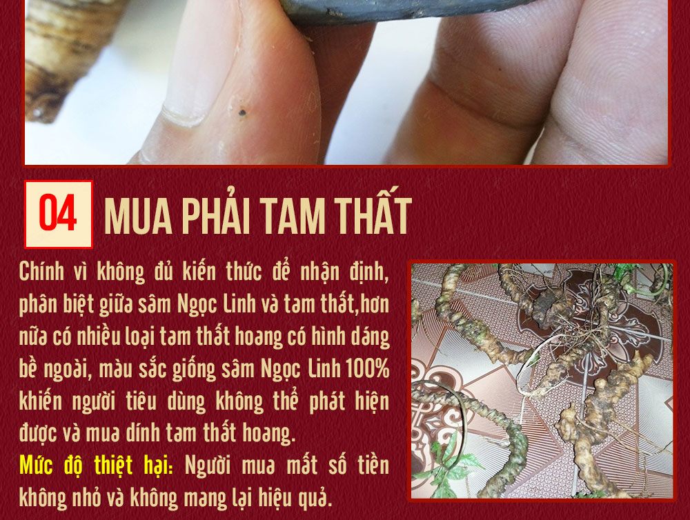 Sâm ngọc linh núi chính hãng - thiên nhiên