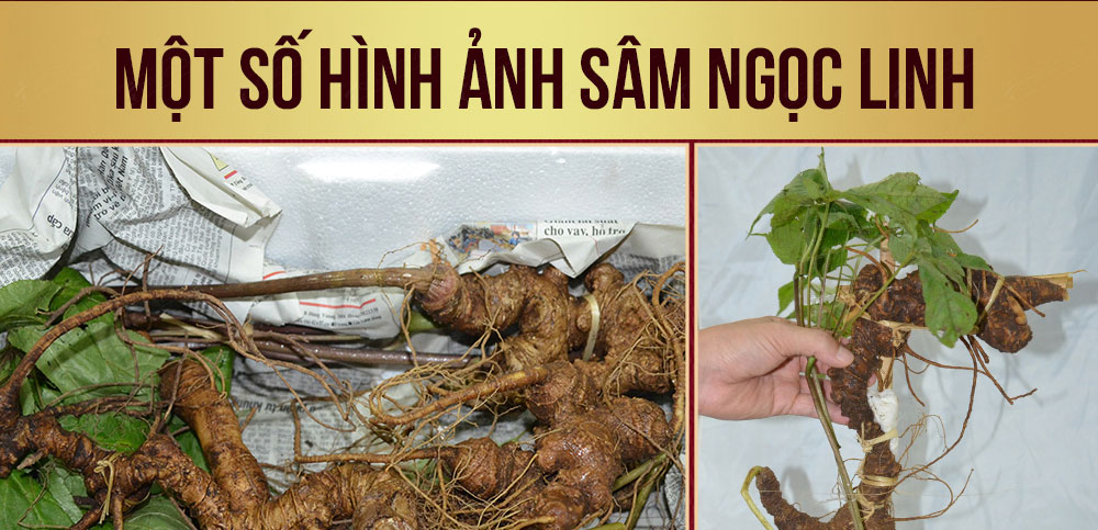 Sâm ngọc linh núi chính hãng - thiên nhiên