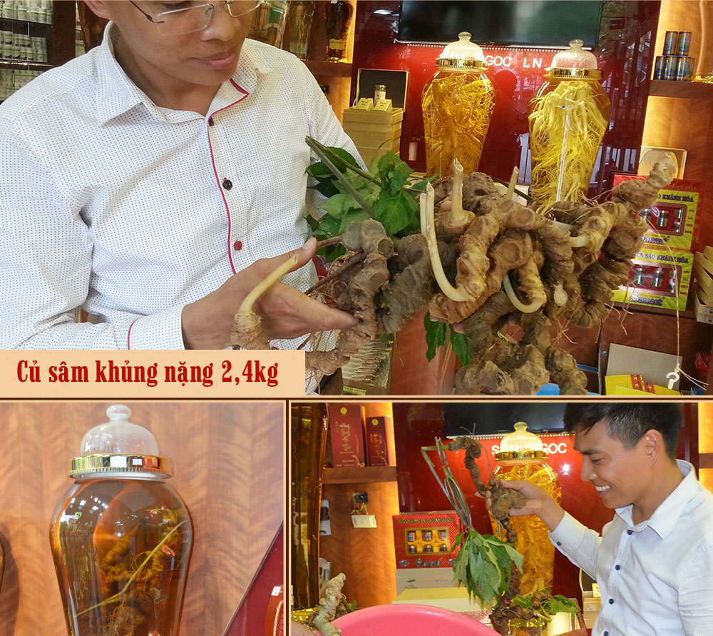 Sâm ngọc linh núi chính hãng - thiên nhiên