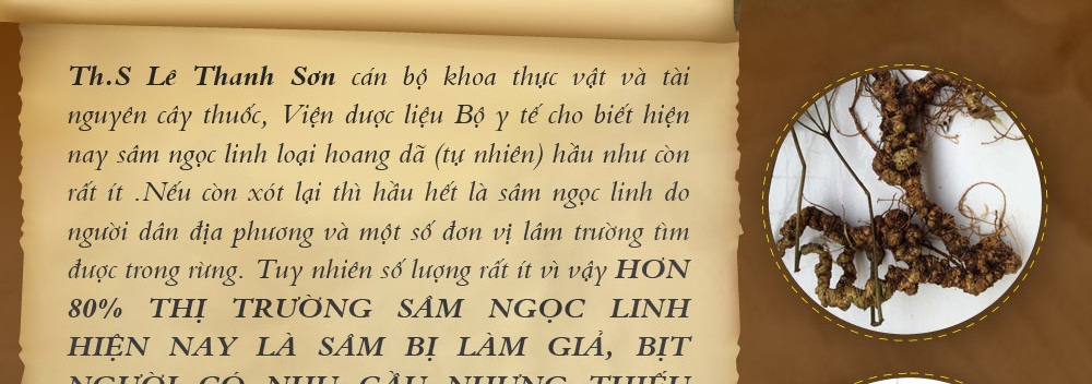 Cách phân biệt nhân sâm núi ngọc linh thật và giả