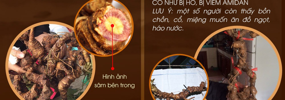Cách phân biệt nhân sâm núi ngọc linh thật và giả