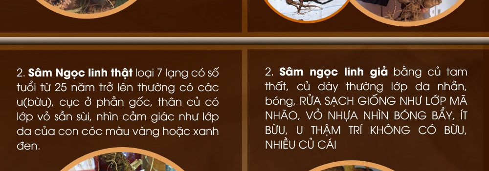 Cách phân biệt nhân sâm núi ngọc linh thật và giả