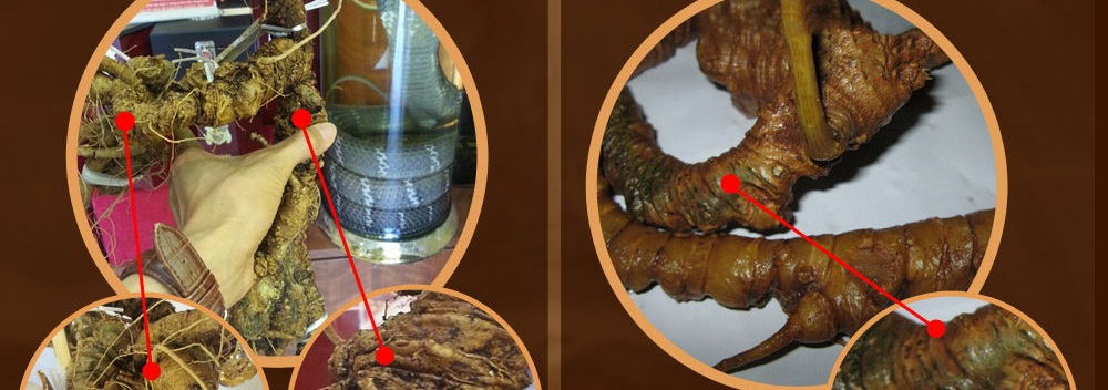 Cách phân biệt nhân sâm núi ngọc linh thật và giả