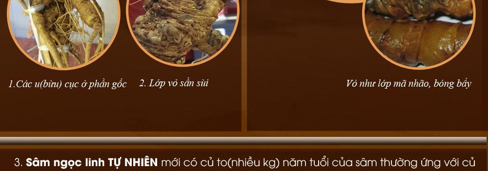 Cách phân biệt nhân sâm núi ngọc linh thật và giả