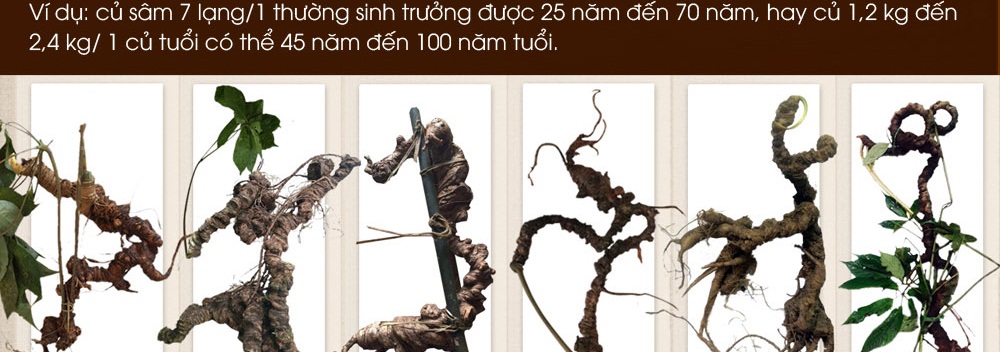 Cách phân biệt nhân sâm núi ngọc linh thật và giả