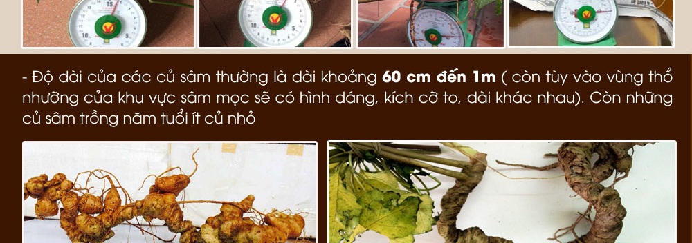 Cách phân biệt nhân sâm núi ngọc linh thật và giả