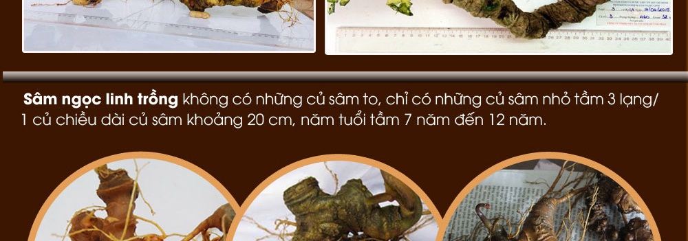 Cách phân biệt nhân sâm núi ngọc linh thật và giả