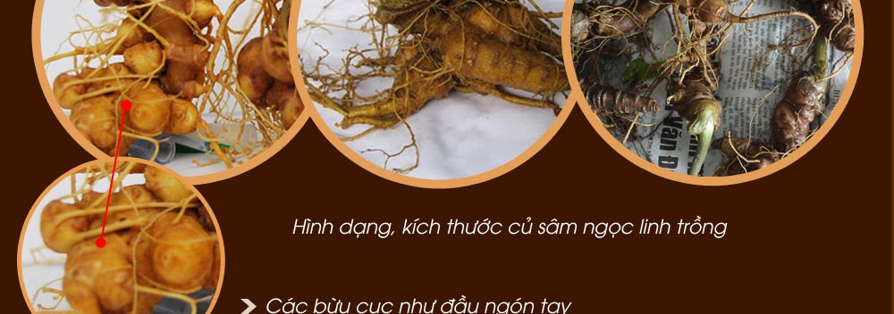 Cách phân biệt nhân sâm núi ngọc linh thật và giả