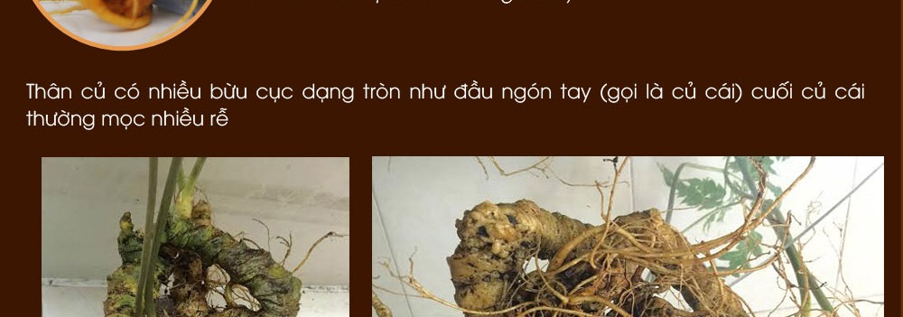 Cách phân biệt nhân sâm núi ngọc linh thật và giả