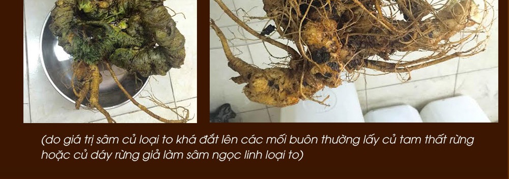 Cách phân biệt nhân sâm núi ngọc linh thật và giả