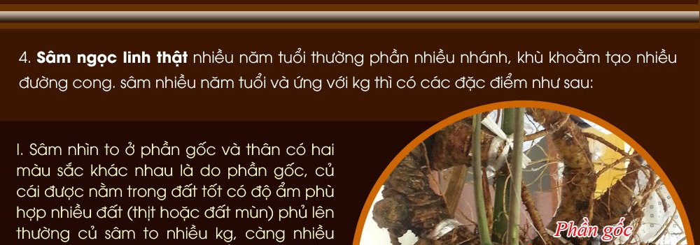 Cách phân biệt nhân sâm núi ngọc linh thật và giả