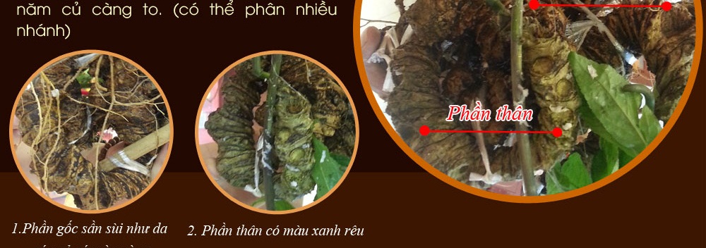 Cách phân biệt nhân sâm núi ngọc linh thật và giả