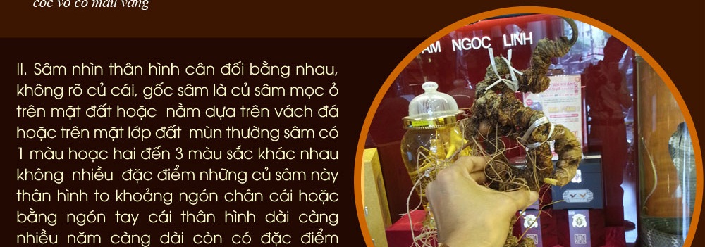 Cách phân biệt nhân sâm núi ngọc linh thật và giả