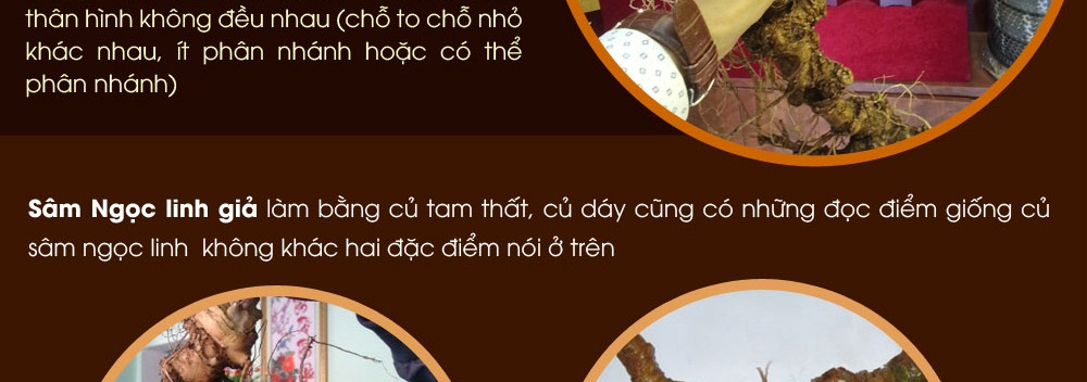 Cách phân biệt nhân sâm núi ngọc linh thật và giả