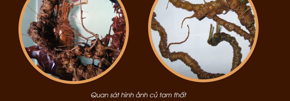 Cách phân biệt nhân sâm núi ngọc linh thật và giả