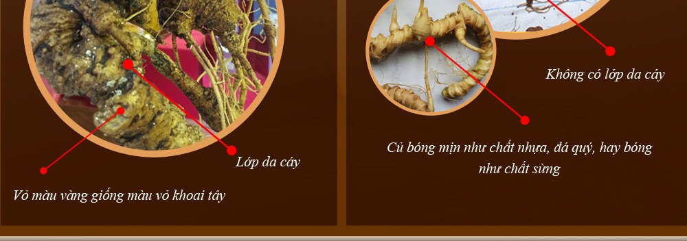 Cách phân biệt nhân sâm núi ngọc linh thật và giả