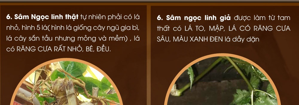 Cách phân biệt nhân sâm núi ngọc linh thật và giả