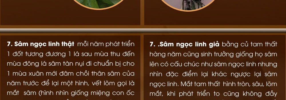 Cách phân biệt nhân sâm núi ngọc linh thật và giả