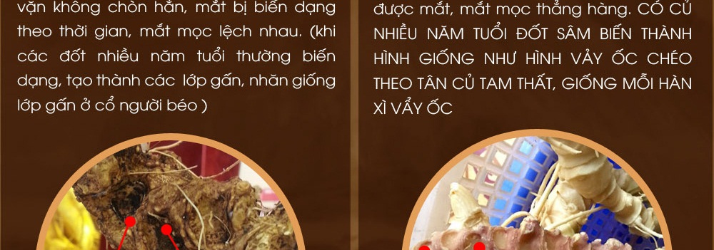 Cách phân biệt nhân sâm núi ngọc linh thật và giả