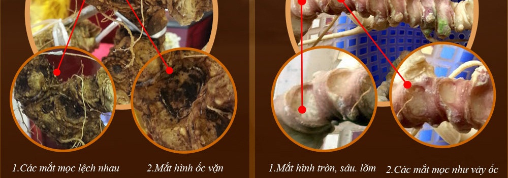 Cách phân biệt nhân sâm núi ngọc linh thật và giả