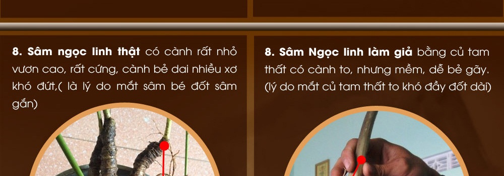 Cách phân biệt nhân sâm núi ngọc linh thật và giả