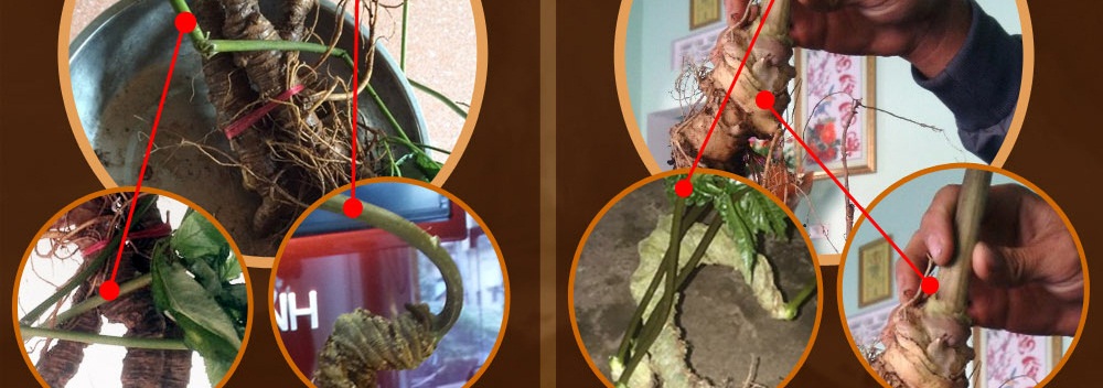 Cách phân biệt nhân sâm núi ngọc linh thật và giả