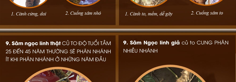 Cách phân biệt nhân sâm núi ngọc linh thật và giả