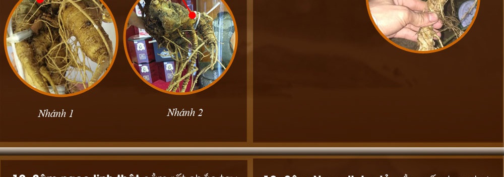Cách phân biệt nhân sâm núi ngọc linh thật và giả