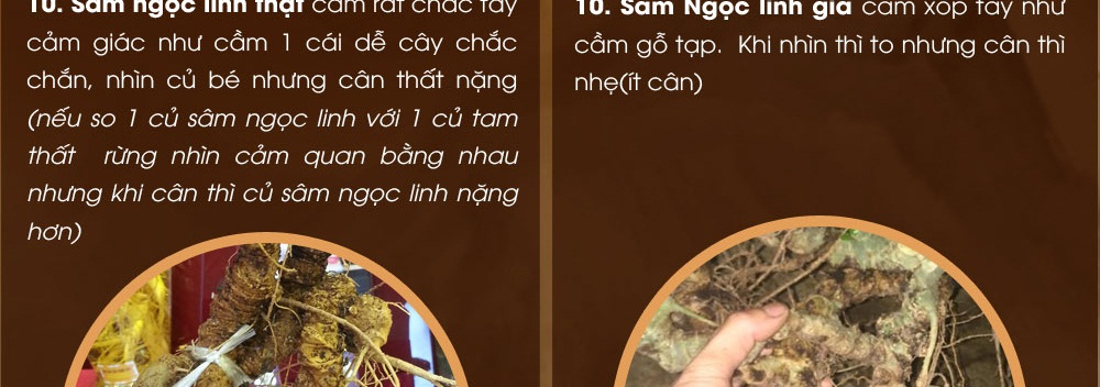 Cách phân biệt nhân sâm núi ngọc linh thật và giả