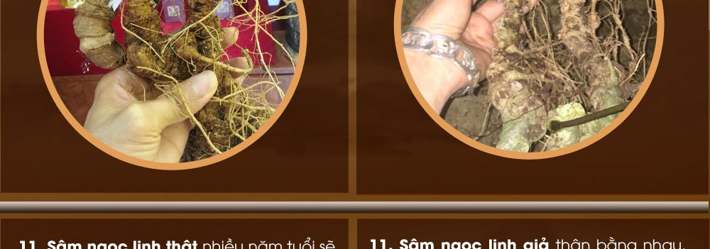Cách phân biệt nhân sâm núi ngọc linh thật và giả