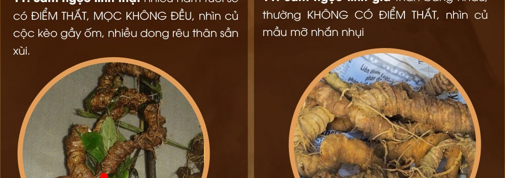 Cách phân biệt nhân sâm núi ngọc linh thật và giả